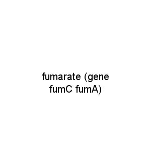 fumarate (gene fumC fumA)